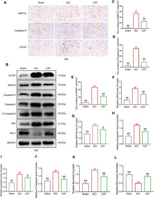 Catalpol as a Component of Rehmannia glutinosa Protects Spinal Cord Injury by Inhibiting Endoplasmic Reticulum Stress-Mediated Neuronal Apoptosis